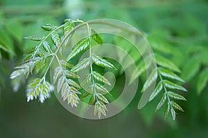 Branch of a Kentucky Coffeetree (lat. Gymnocladus dioicus photo