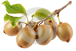 Branch with kiwis hanging isolated white background