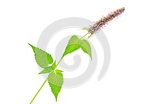 Branch of the Korean mint (Agastache rugosa)
