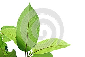 A branch of Kratom leaves on white isolated background for green foliage backdrop with copy space