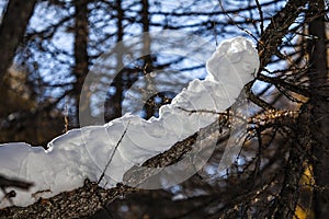 Branch laden with snow in winter