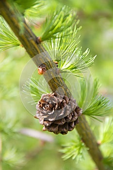 Branch of larch tree with cone