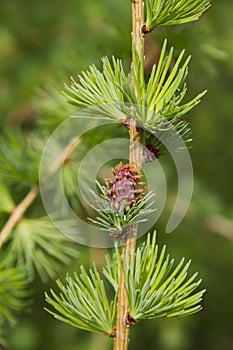 Branch of larch tree with cone