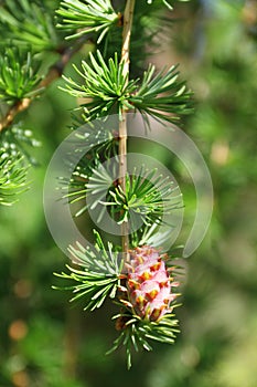 Branch of larch tree with cone photo