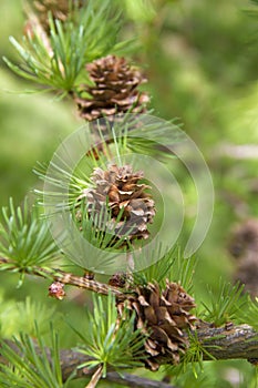 Branch of larch tree with cones