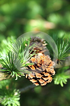 Branch of larch tree with cones photo