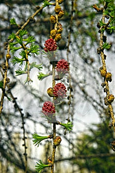 Branch of larch with the young needles and small cones in the sp