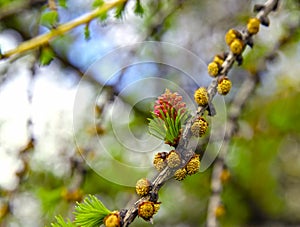 Branch of larch with the young needles and small cones in the sp