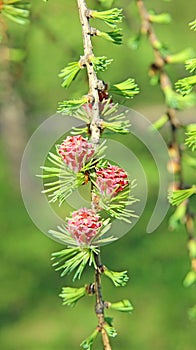 Branch of larch with the young needles and small cones