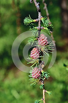 A branch of larch with the young needles and small cones