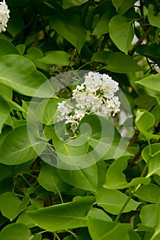 Branch of large flowers white lilac among green leaves