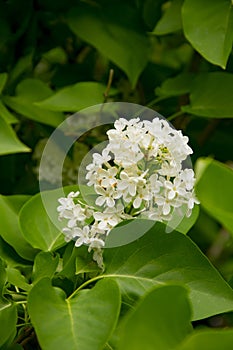 Branch of large flowers white lilac among green leaves