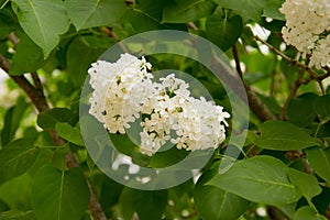 Branch of large flowers white lilac among green leaves