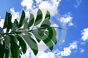 Branch with large oval waxy Ficus elastica leaves on a cloudy sky background outdoors. Natural floral background with exotic