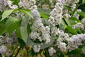 Branch of large Purple flowers lilac among green leaves