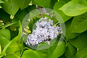 Branch of large Purple flowers lilac among green leaves