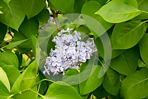 Branch of large Purple flowers lilac among green leaves