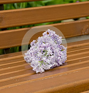 Branch of large Purple flowers lilac on a wooden bench