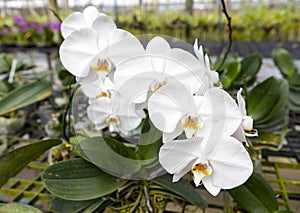 A branch of a large white orchid flower. Beautiful blossoms close-up. Orchid flower on a branch in a garden of orchids. Thailand.