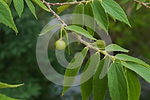 Branch and leaf