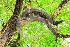 Branch and leaf of tree beautiful in the forest background bottom view