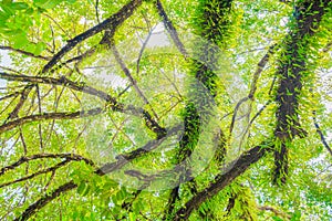 Branch and leaf of tree beautiful in the forest background bottom view