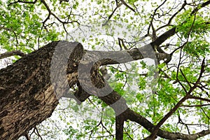 Branch and leaf of tree beautiful in the forest background bottom view. concept world environment day Stop destroy the forest