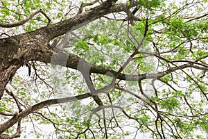 Branch and leaf of tree beautiful in the forest background bottom view. concept world environment day Stop destroy the forest