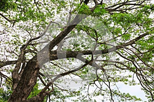 Branch and leaf of tree beautiful in the forest background bottom view. concept world environment day Stop destroy the forest