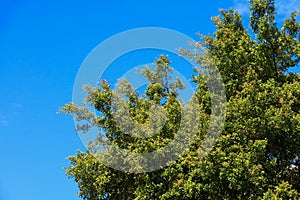 Branch and leaf of tree beautiful in the forest on blue sky background bottom view. concept world environment day Stop destroy th