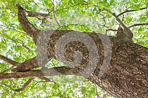 Branch and leaf of tree beautiful in the forest on white background bottom view. concept world environment day