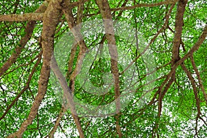 Branch leaf of tree beautiful in the forest on white background bottom view. concept world environment day Stop destroy the fores