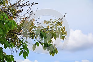 Branch leaf of tree beautiful in the forest on white background bottom view. concept world environment day Stop destroy the fores