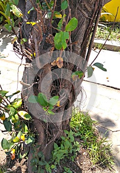 Branch and leaf of wildtree