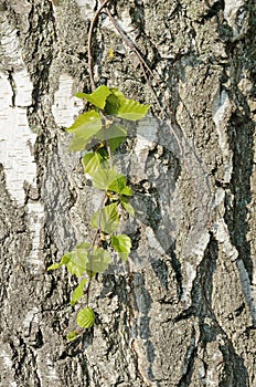 Branch with leaves against of birch bark in spring.