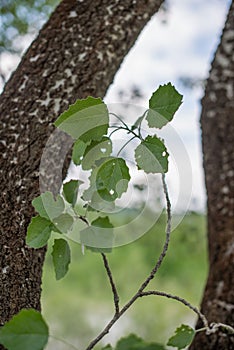 Branch with leaves of aspen. Populus tremula. photo