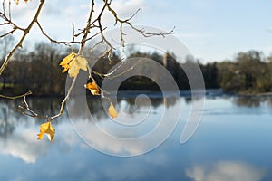 Branch with leaves in autumn on the river Lech