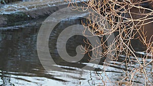 A branch without leaves on the background of the river.