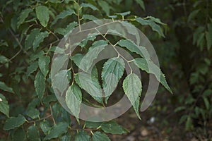 Branch with leaves of Celtis australis