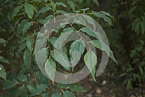 Branch with leaves of Celtis australis photo