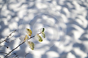 Branch with leaves covered with pieces of ice. Beautiful winter. Macro