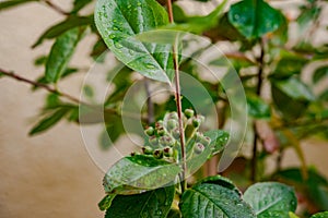 Branch with leaves and drops of dew