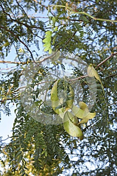 Fruit close up of Gleditsia triacanthos tree