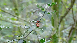 Branch and leaves of holly among the vegetation of the forest. Unedited photograph