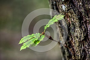 branch and leaves of oak tree