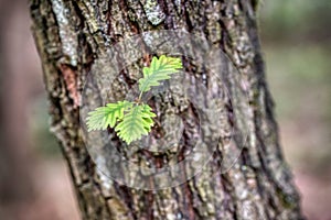 branch and leaves of oak tree