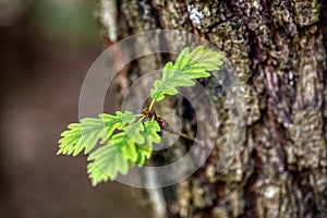 branch and leaves of oak tree