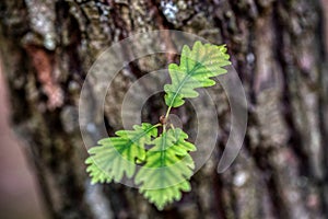 branch and leaves of oak tree