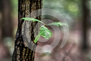 branch and leaves of oak tree