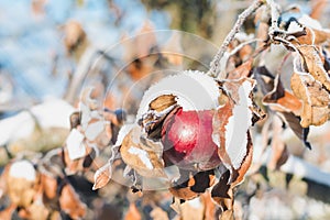 Branch with leaves and red apple covered with hoarfrost and snow on a sunny winter day